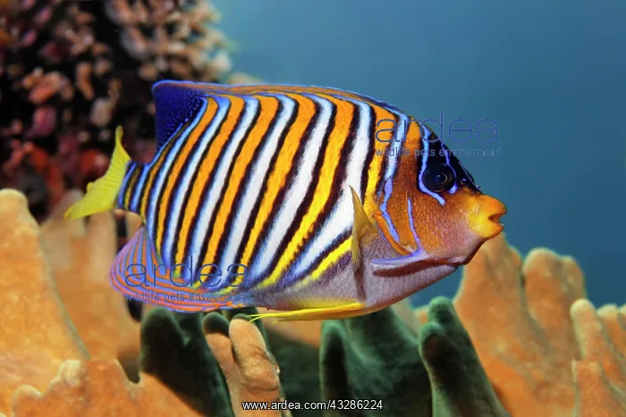 : Royal angelfish (Pygoplites diacanthus), Great Barrier : Royal angelfish (Pygoplites diacanthus), Great Barrier