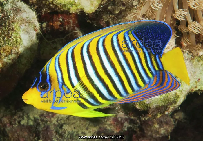 : Royal angelfish (Pygoplites diacanthus), Indian : Royal angelfish (Pygoplites diacanthus), Indian