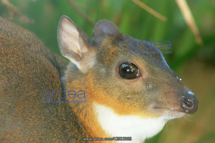: Royal ANTELOPE - Head. Smallest true antelope : Royal ANTELOPE - Head. Smallest true antelope