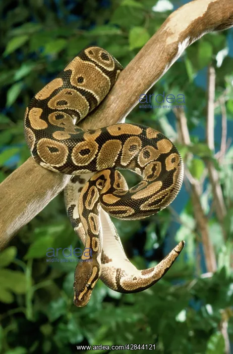 : Royal / Ball Python : Royal / Ball Python
