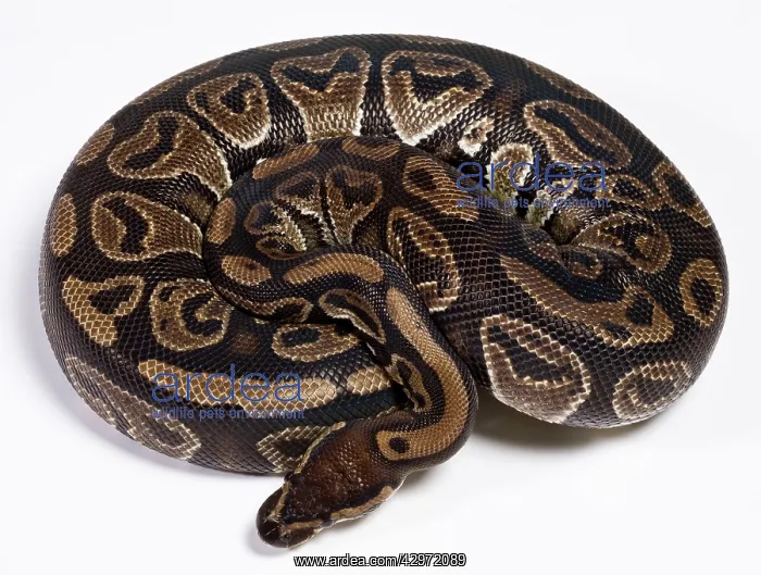 : Royal / Ball Python : Royal / Ball Python