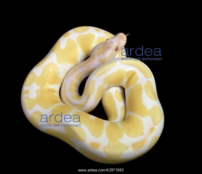 : Royal / Ball Python - Albino mutation : Royal / Ball Python - Albino mutation