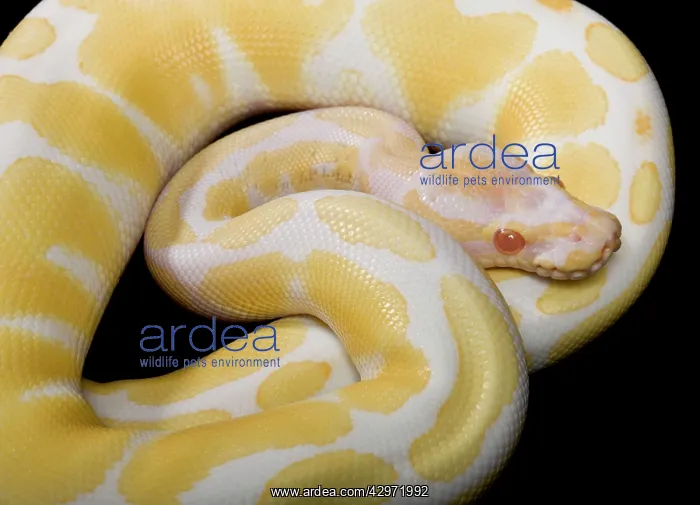 : Royal / Ball Python - Albino mutation : Royal / Ball Python - Albino mutation