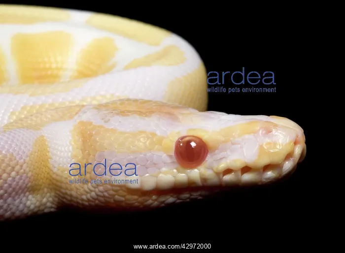 : Royal / Ball Python - Albino mutation : Royal / Ball Python - Albino mutation