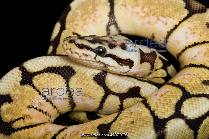 : Royal / Ball Python - Pastel Bumblebee' mutation : Royal / Ball Python - Pastel Bumblebee' mutation