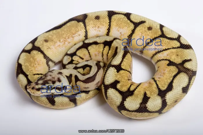 : Royal / Ball Python - Pastel Bumblebee' mutation : Royal / Ball Python - Pastel Bumblebee' mutation