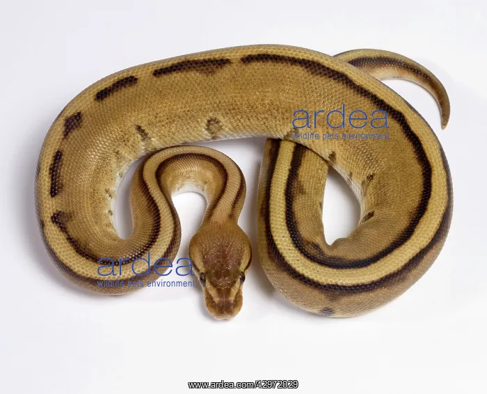: Royal / Ball Python - Pastel Stripe' mutation : Royal / Ball Python - Pastel Stripe' mutation
