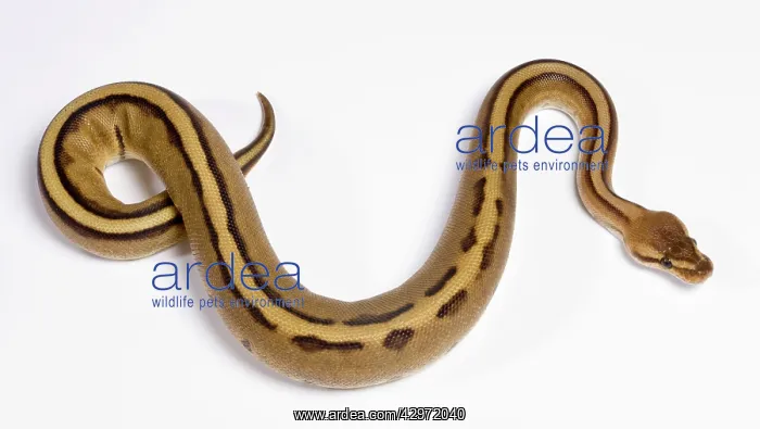 : Royal / Ball Python - Pastel Stripe' mutation : Royal / Ball Python - Pastel Stripe' mutation