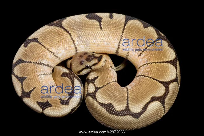 : Royal / Ball Python - Spider' Pastel mutation : Royal / Ball Python - Spider' Pastel mutation