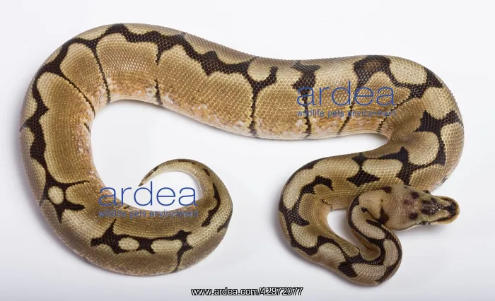 : Royal / Ball Python - Spider' Pastel mutation : Royal / Ball Python - Spider' Pastel mutation