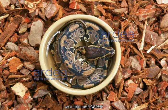 : Royal / Ball Python - in water container : Royal / Ball Python - in water container