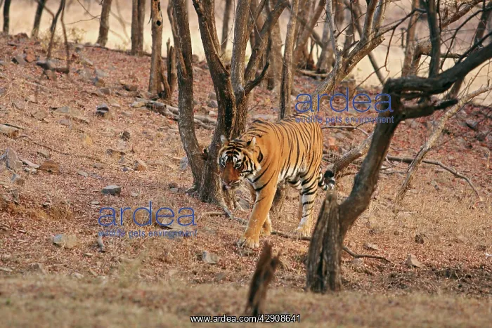 : Royal Bengal / Indian Tiger on the move : Royal Bengal / Indian Tiger on the move