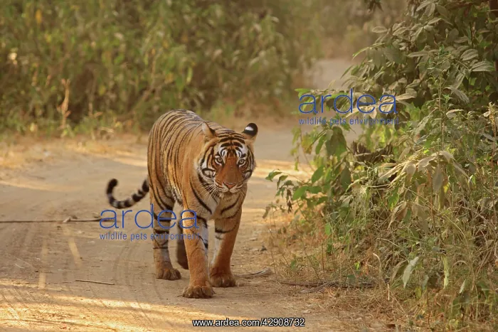 : Royal Bengal / Indian Tiger on the move : Royal Bengal / Indian Tiger on the move