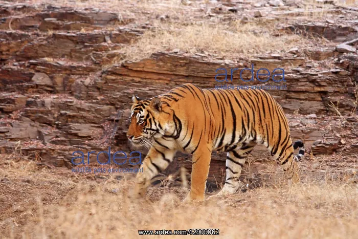 : Royal Bengal / Indian Tiger on the move : Royal Bengal / Indian Tiger on the move