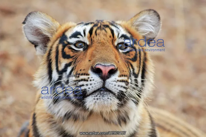 : Royal Bengal / Indian Tiger : Royal Bengal / Indian Tiger