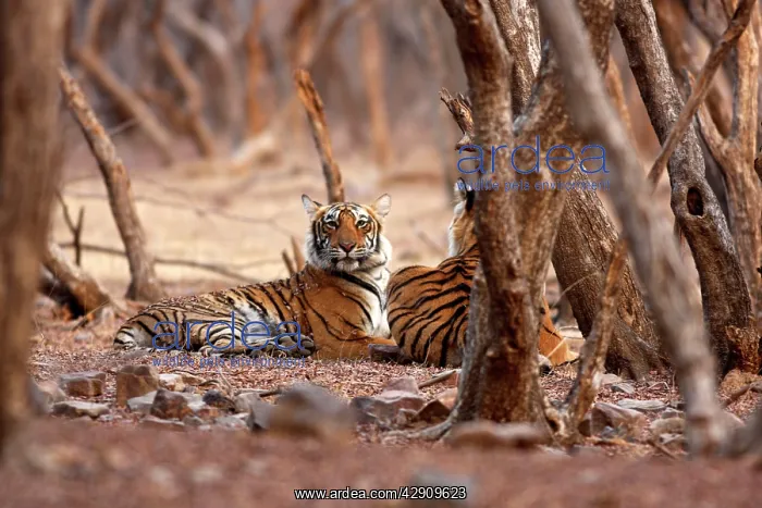 : Royal Bengal / Indian Tiger : Royal Bengal / Indian Tiger