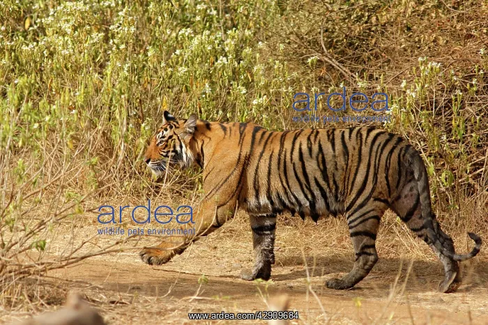 : Royal Bengal / Indian Tiger : Royal Bengal / Indian Tiger