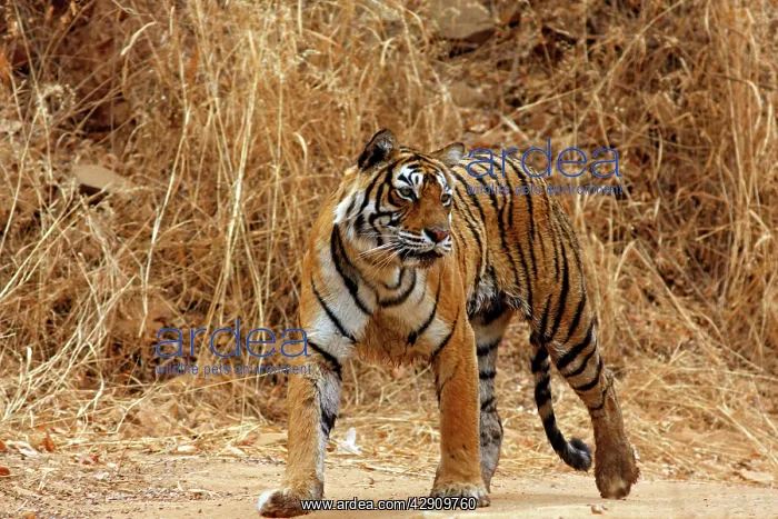 : Royal Bengal / Indian Tiger on the move : Royal Bengal / Indian Tiger on the move