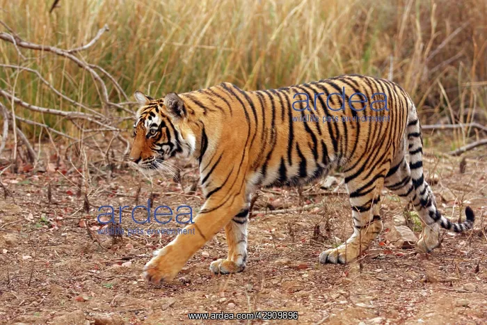 : Royal Bengal / Indian Tiger on move : Royal Bengal / Indian Tiger on move