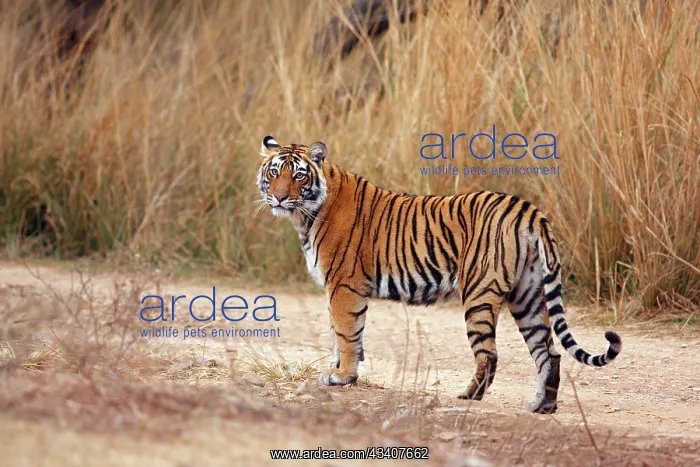 : Royal Bengal / Indian Tiger : Royal Bengal / Indian Tiger