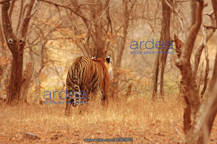 : Royal Bengal / Indian Tiger - backview walking into forest : Royal Bengal / Indian Tiger - backview walking into forest