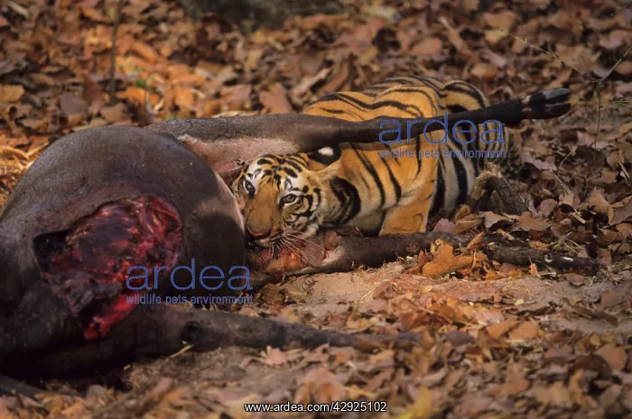  : Royal Bengal  /  Indian Tiger at a Blue bull kill
