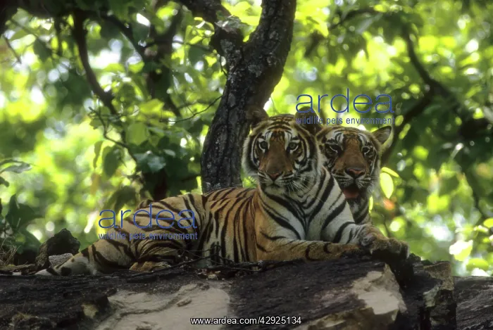: Royal Bengal / Indian Tiger - Two brothers lying : Royal Bengal / Indian Tiger - Two brothers lying