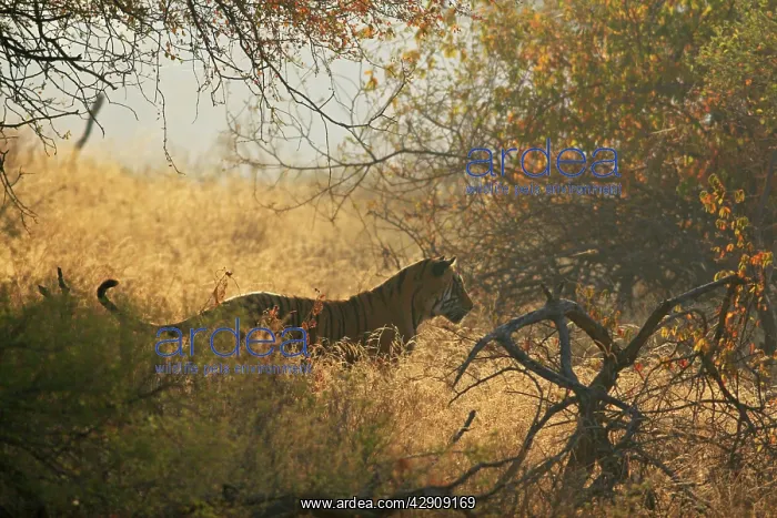  : Royal Bengal  /  Indian Tiger in the bush