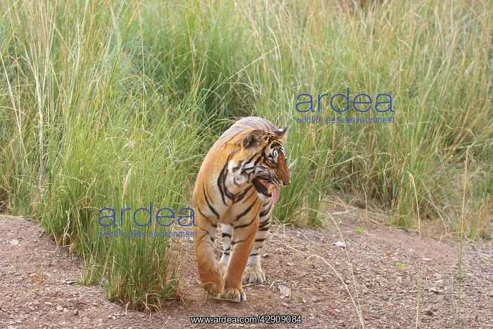 : Royal Bengal / Indian Tiger catching scent : Royal Bengal / Indian Tiger catching scent
