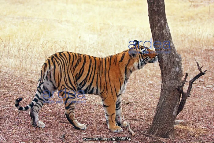 : Royal Bengal / Indian Tiger catching the smell : Royal Bengal / Indian Tiger catching the smell