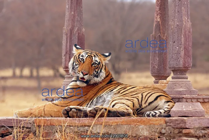 : Royal Bengal / Indian Tiger at the cenotaph : Royal Bengal / Indian Tiger at the cenotaph