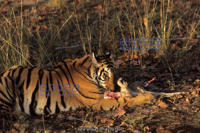: Royal Bengal / Indian Tiger at a Chital fawn kill : Royal Bengal / Indian Tiger at a Chital fawn kill