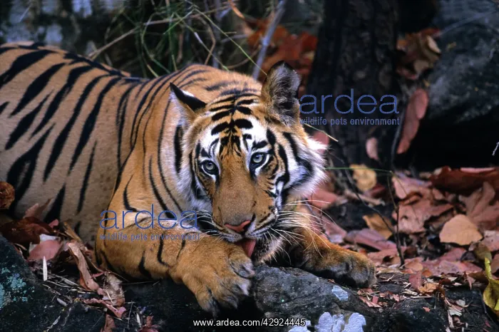 : Royal Bengal / Indian Tiger - cleaning its paw : Royal Bengal / Indian Tiger - cleaning its paw