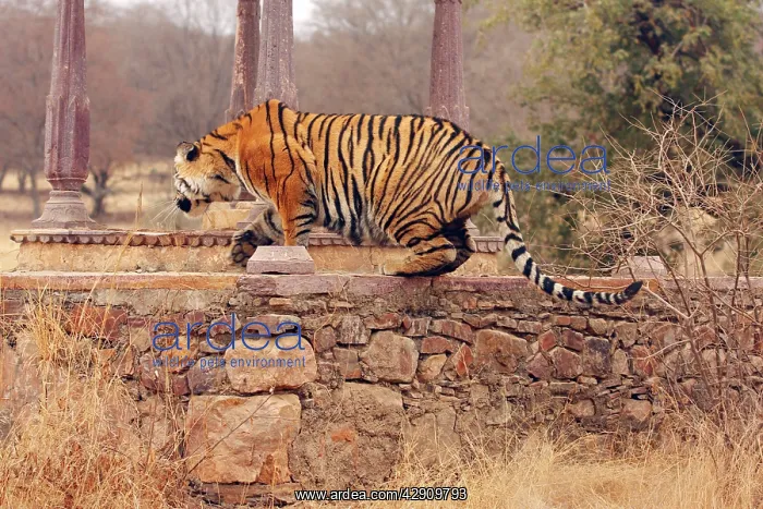 : Royal Bengal / Indian Tiger climbing on to cenotaph : Royal Bengal / Indian Tiger climbing on to cenotaph