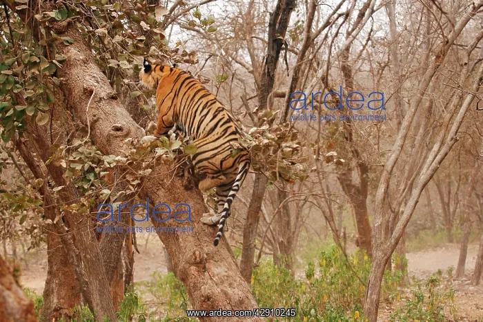 : Royal Bengal / Indian Tiger climbing up the tree : Royal Bengal / Indian Tiger climbing up the tree