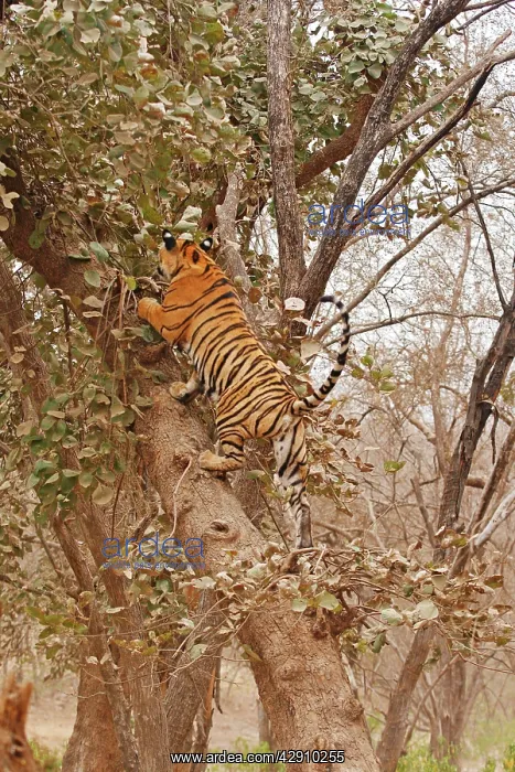  : Royal Bengal  /  Indian Tiger climbing up the tree