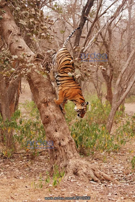 : Royal Bengal / Indian Tiger climbing down the tree : Royal Bengal / Indian Tiger climbing down the tree
