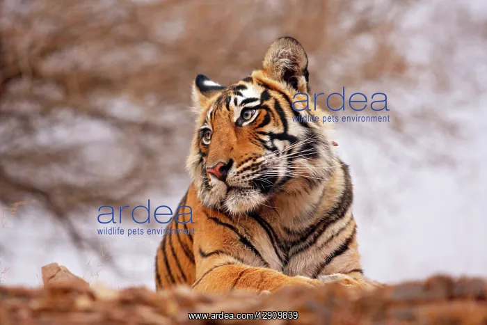 : Royal Bengal / Indian Tiger - a close up : Royal Bengal / Indian Tiger - a close up
