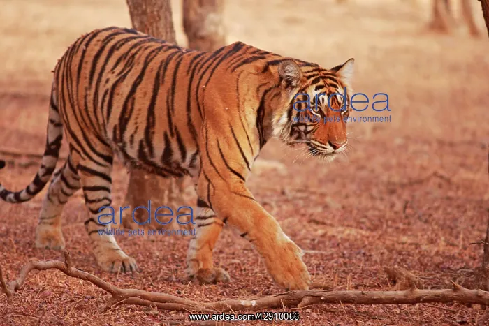 : Royal Bengal / Indian Tiger coming out of woodland : Royal Bengal / Indian Tiger coming out of woodland