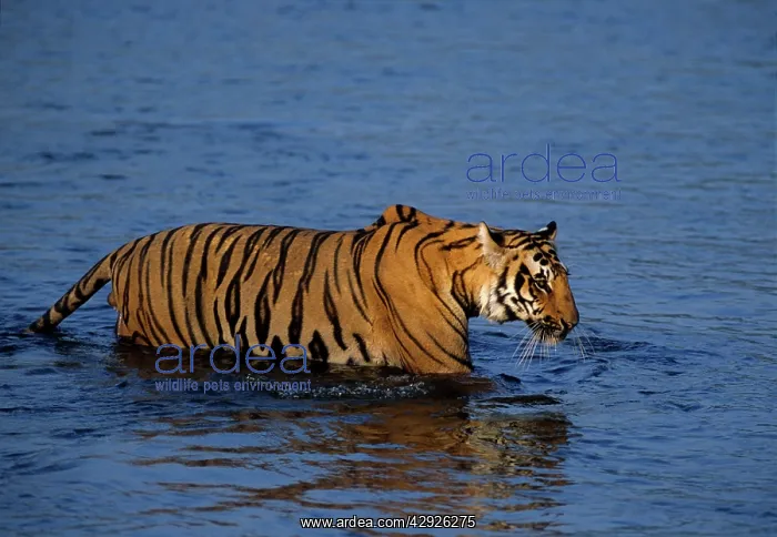  : Royal Bengal  /  Indian Tiger - crossing the river Ramganga