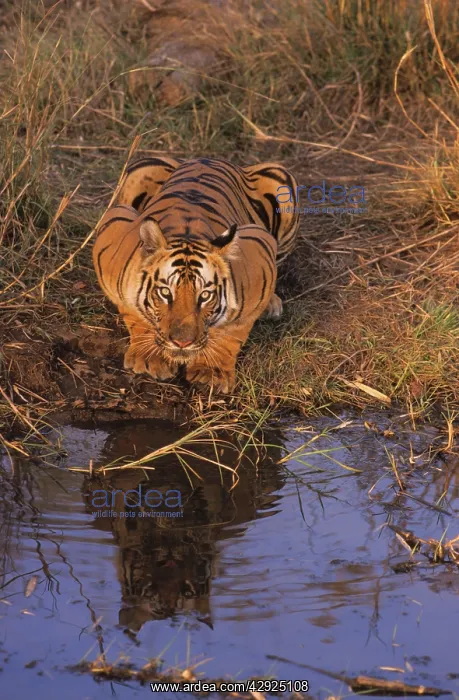 : Royal Bengal / Indian Tiger crouching at the waterhole : Royal Bengal / Indian Tiger crouching at the waterhole