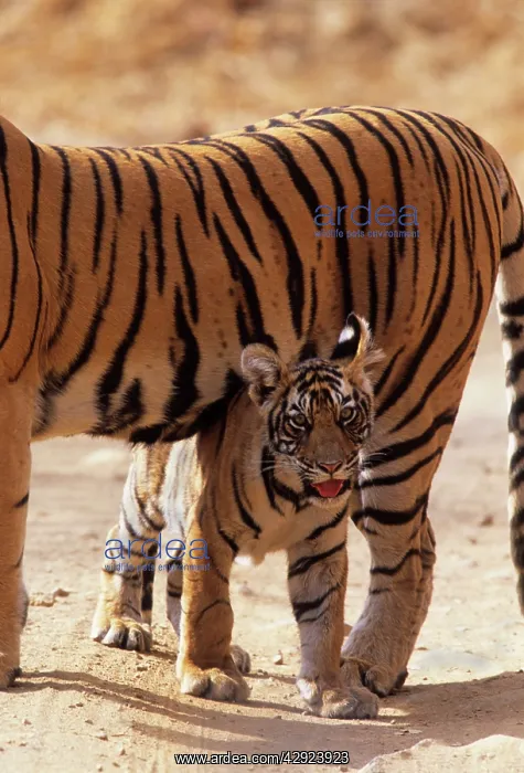 : Royal Bengal / Indian Tiger - cub under shadow : Royal Bengal / Indian Tiger - cub under shadow