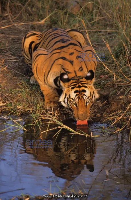 : Royal Bengal / Indian Tiger drinking at the waterhole : Royal Bengal / Indian Tiger drinking at the waterhole