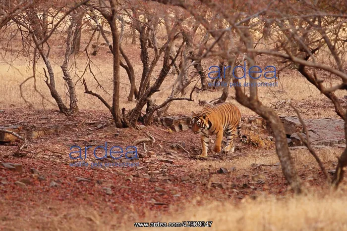 : Royal Bengal / Indian Tiger in the dry forest : Royal Bengal / Indian Tiger in the dry forest