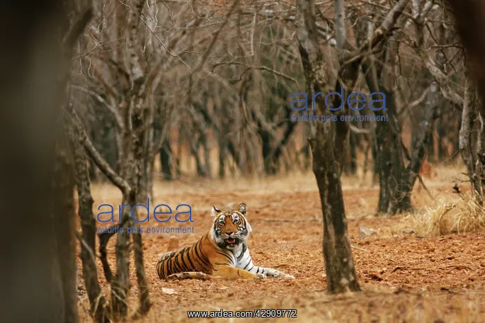 : Royal Bengal / Indian Tiger in the dry forest : Royal Bengal / Indian Tiger in the dry forest