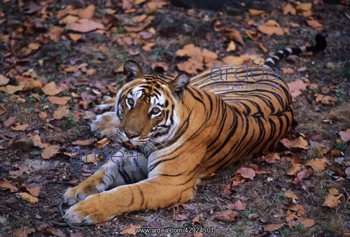 : Royal Bengal / Indian Tiger - famous tigress Sita : Royal Bengal / Indian Tiger - famous tigress Sita
