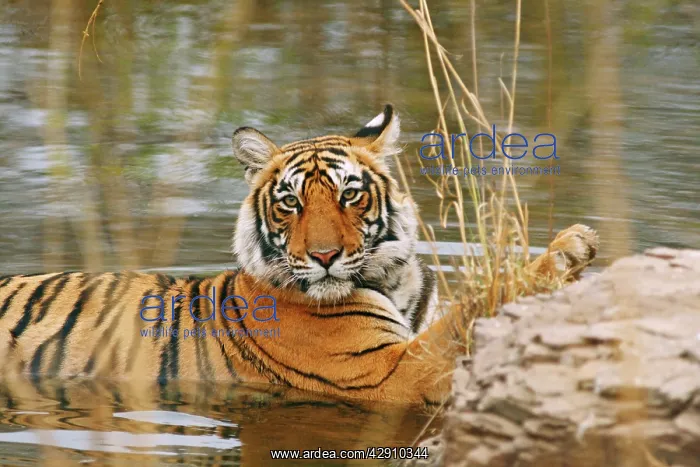 : Royal Bengal / Indian Tiger in the forest pond : Royal Bengal / Indian Tiger in the forest pond