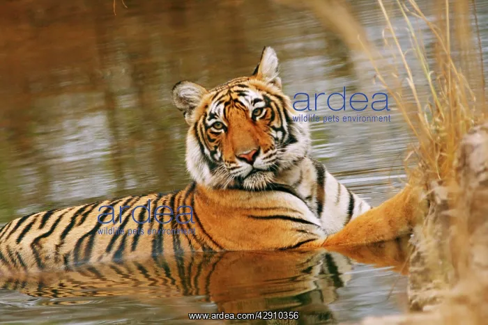 : Royal Bengal / Indian Tiger in the forest pond : Royal Bengal / Indian Tiger in the forest pond