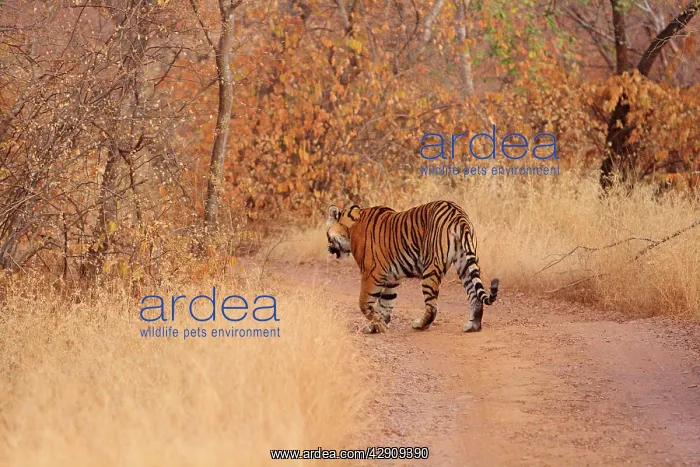 : Royal Bengal / Indian Tiger going into the forest : Royal Bengal / Indian Tiger going into the forest
