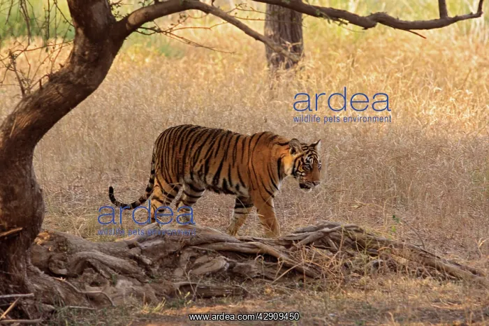 : Royal Bengal / Indian Tiger in the grassland : Royal Bengal / Indian Tiger in the grassland